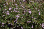 Redstem stork's bill